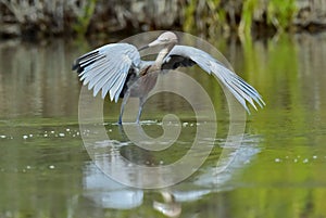 Little Blue Heron (Egretta caerulea) fishing