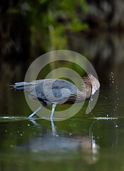 Little Blue Heron Egretta caerulea fishing