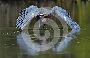 Little Blue Heron Egretta caerulea fishing