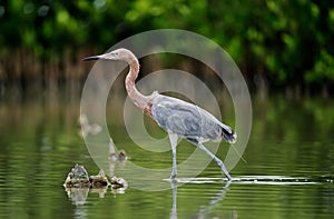 Little Blue Heron