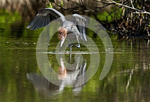 Little Blue Heron (Egretta caerulea) goes on water