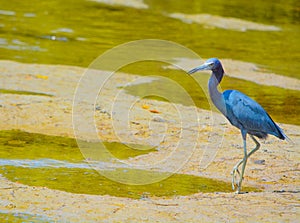 A Little Blue Heron Egretta caerulea at the Lemon Bay Aquatic Reserve in Cedar Point Environmental Park, Sarasota County Florida