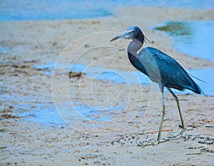 A Little Blue Heron Egretta caerulea at the Lemon Bay Aquatic Reserve in Cedar Point Environmental Park, Sarasota County Florida