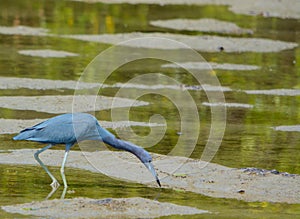 A Little Blue Heron Egretta caerulea at the Lemon Bay Aquatic Reserve in Cedar Point Environmental Park, Sarasota County Florida