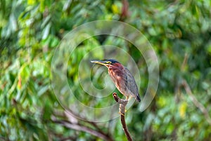 Little blue heron, Egretta caerulea, Refugio de Vida Silvestre Cano Negro, Wildlife and bird watching in Costa Rica photo