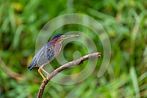 Little blue heron, Egretta caerulea, Refugio de Vida Silvestre Cano Negro, Wildlife and bird watching in Costa Rica photo