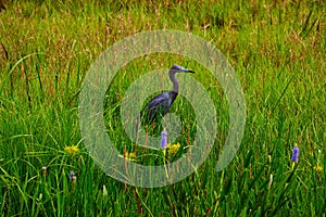 Little Blue Heron (Egretta caerulea) in Tall Grass.