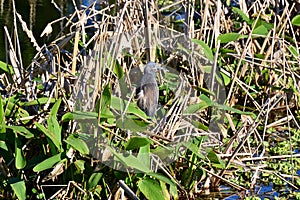 Little blue heron (Egretta caerulea) wadding in wetland next to Alligator Flag (Thalia geniculata) plants