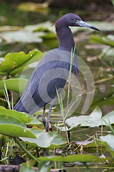 Little Blue Heron - Everglades