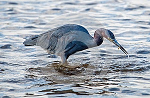 Little blue heron with a fish