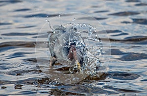 Little blue heron fishing