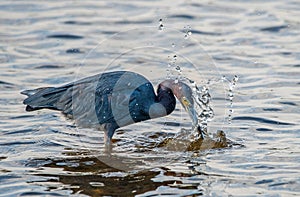 A little blue heron fishing in shallow water