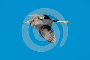 Little blue heron in flight