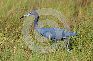 Little blue heron in a grassy salt marsh.