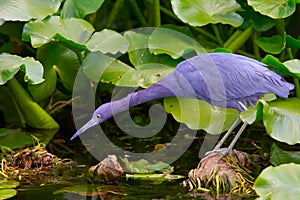 Little blue heron habitat