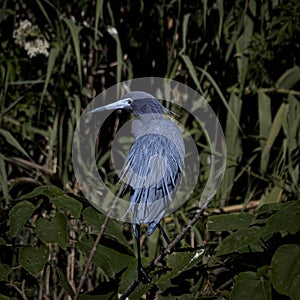Little Blue Heron Hiding in the Swamp