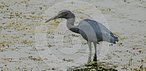 Little Blue Heron Hunting