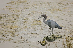 Little Blue Heron Hunting