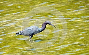 Little Blue Heron hunting