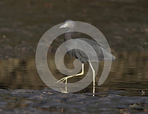 A little blue heron hunting in a shallow pool on the shoreline of Chokoloskee Bay in Florida.