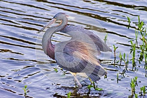 Little blue heron hunting and wading in water