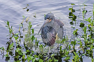 Little blue heron hunting and wading in water