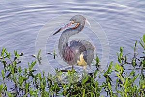 Little blue heron hunting and wading in water