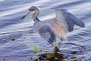 Little blue heron hunting and wading in water