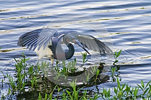 Little blue heron hunting and wading in water