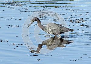 Little blue heron hunting in the wetlands beside the Marsh Trail in the Ten Thousand Islands National Wildlife Refuge in Florida.