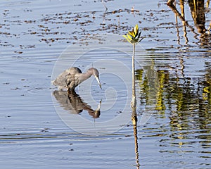 Little blue heron hunting in the wetlands beside the Marsh Trail in the Ten Thousand Islands National Wildlife Refuge in Florida.