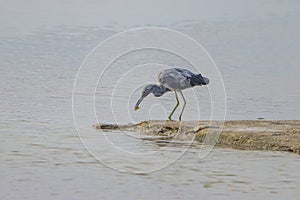 Little Blue Heron, Juvenile Catching Fish