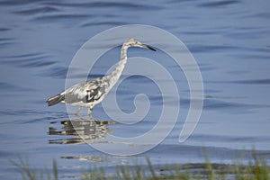 Little Blue Heron, Juvenile, Standing In Shallow Water