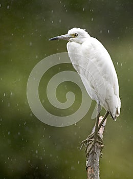 Little Blue Heron juvenile in white plumage perched on a limb in the rain