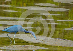 Little Blue Heron at the Lemon Bay Aquatic Reserve in the Cedar Point Environmental Park, Sarasota County, Florida