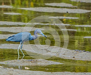 Little Blue Heron at the Lemon Bay Aquatic Reserve in the Cedar Point Environmental Park, Sarasota County, Florida