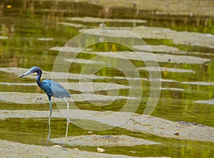 Little Blue Heron at the Lemon Bay Aquatic Reserve in the Cedar Point Environmental Park, Sarasota County, Florida