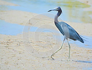 Little Blue Heron at the Lemon Bay Aquatic Reserve in the Cedar Point Environmental Park, Sarasota County, Florida