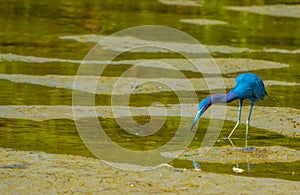 Little Blue Heron at the Lemon Bay Aquatic Reserve in the Cedar Point Environmental Park, Sarasota County, Florida