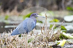 Little Blue Heron on marsh grass
