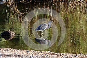 Little blue heron in marsh