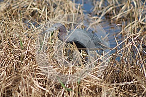Little Blue Heron in the marshland photo