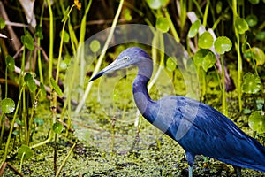 A Little blue heron in the marshy wetlands