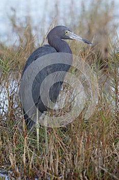 Little Blue Heron - Merritt Island Wildlife Refuge, Florida