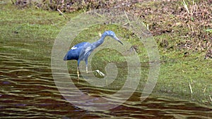 Little Blue Heron in North Carolina