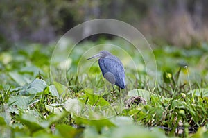 Little Blue Heron in Okefenokee Swamp, Georgia