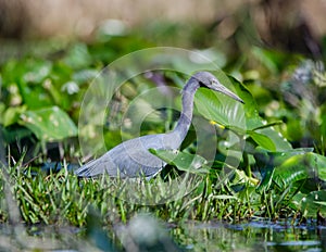Little Blue Heron, Okefenokee Swamp National Wildlife Refuge