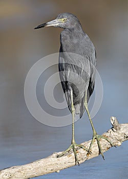 Little Blue Heron perched on a branch - Estero Island, Florida