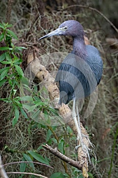 Little Blue Heron Perched on a Log
