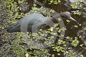 Little blue heron perched on a stump in the Florida Everglades.